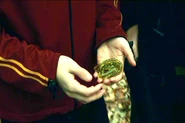 Harry-potter-gillyweed