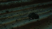 102MouseQueen