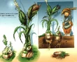 Dali-Corn-Artwork