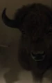 North star buffalo.jpg