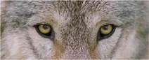 400px-Wolf-eyes