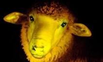 Sheep