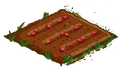 Red Australian Wheat 00.png