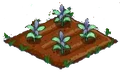Sage 33.png