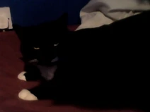 Cleo