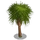 Sabal Palm Tree-icon