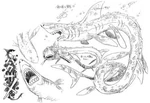 Baku Zame