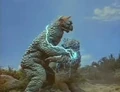 Shok zap minilla