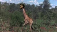 Günsche the giraffe