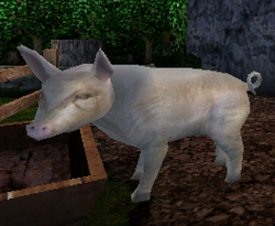 Pig