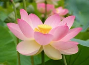 Flower 538756486