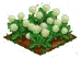 Dandelion 100