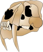 Smilodon skull