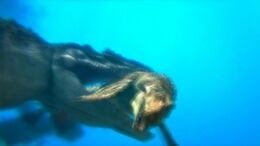 Episode1.3-mosasaur-1