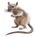 Item shawsjird 01