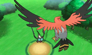Talonflame preparándose para usar Pájaro osado XY