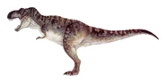 T-rex male