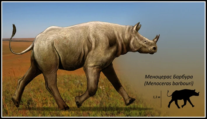 Menoceras Dinopedia the free dinosaur encyclopedia