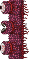 Wall of Flesh
