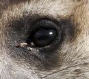Meerkat Anatomy | RM. Meerkat Anatomy | RM.