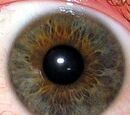 Pupil Constriction Of The Pupil | RM. Pupil Constriction Of The Pupil | RM.