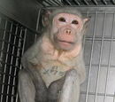 Animal Testing Regulation | RM. Animal Testing Regulation | RM.