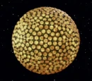 Fesarius class