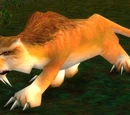 Starving Mountain Lion