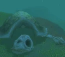 Skeletal Sea Turtle