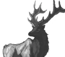 Elk