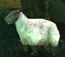 Ewe
