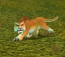 Mountain Cougar