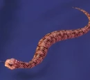 Brown Snake