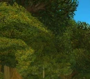 Elwynn Forest