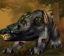 Diseased Black Bear