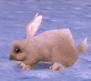 Arctic Hare
