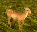 Fawn