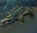 Underbelly Croc