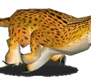 Cheetah