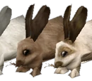Rabbit