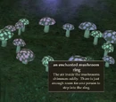 Moonlight Enchantments