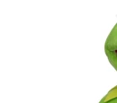 Muppet puppets (Build-A-Bear)