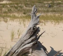 Driftwood