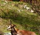 Chamois