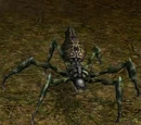 Araignée Venimeuse