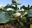 Kohlrabi