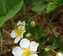 Erdbeeren