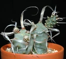 Tephrocactus articulatus var. papyracanthus