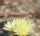Coryphantha retusa