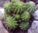 Echinopsis oxygona